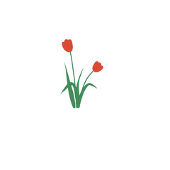 Obraz premium Flowers tulip