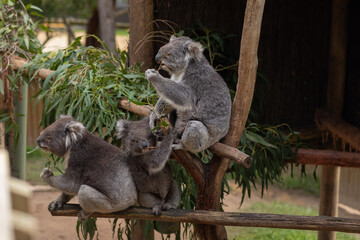 koalas in the tree