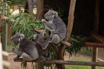 Three koalas on the tree, Australia