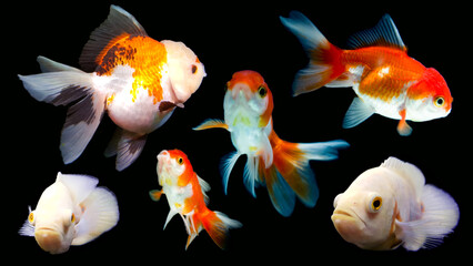A set of motion pictures featuring goldfish on a black background.