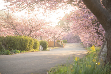 南伊豆町の河津桜並木