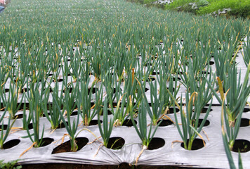 Spring onion plants on the slopes of Mount Sumbing, Magelang, Central Java, Indonesia.
