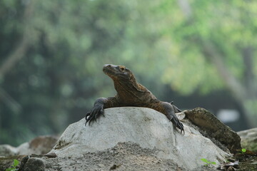 a little dragon on the rocks