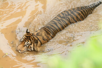 tiger in the zoo