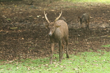 deer in the forest