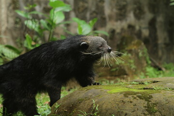  binturong in the forest