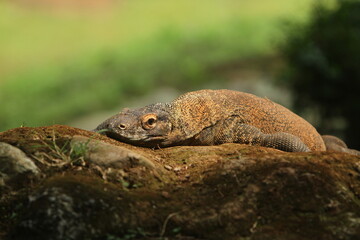 komodo on a rock