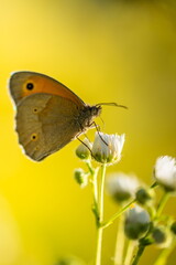 a brown butterfly on a white flower