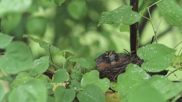 An American Robin sitting on eggs in a nest during the rain.