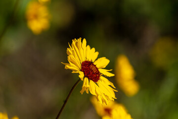 bee on flower