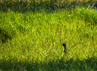 bird on grass
