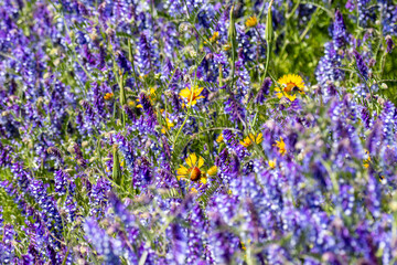 Obraz premium field of flowers