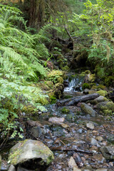 stream in the forest