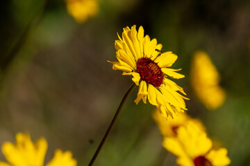 yellow flower