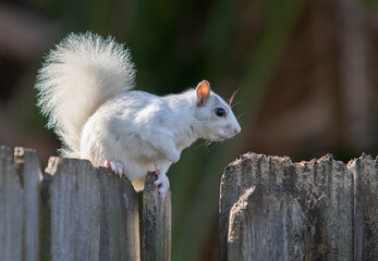 White squirrel in Florida