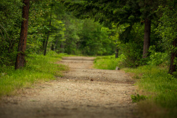 path in the woods
