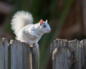 White squirrel in Florida