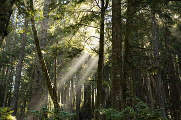 Obraz premium morning in the forest