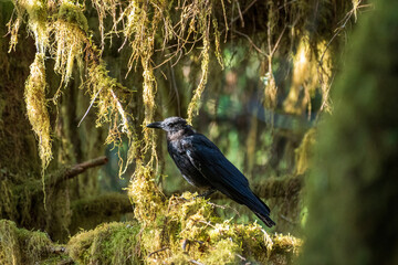 bird on mossy  branch