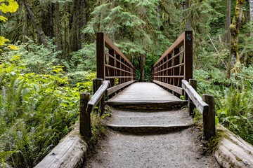 wooden bridge in the forest