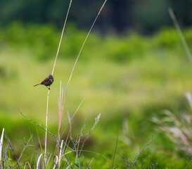 bird on the grass