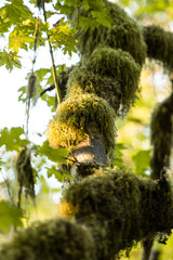 mossy branch 