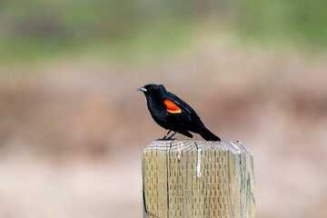 red winged blackbird