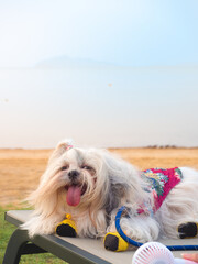 Shih Tzu furry dog is lying on a beach chair wearing a summer outfit