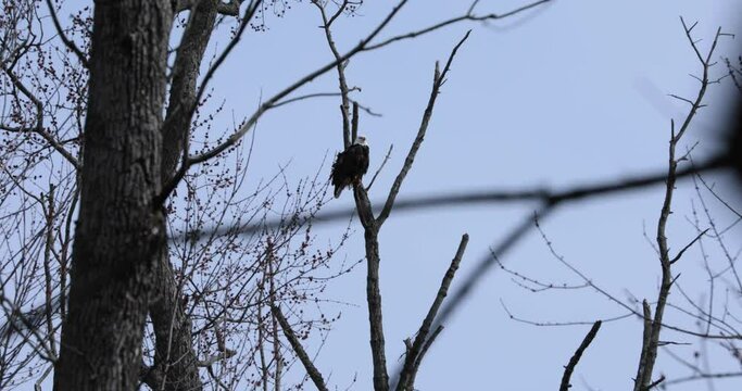 A bald eagle sitting on a tree branch during the spring shot in 4K.