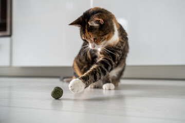 Playful fluffy kitty pulls paw towards toy catnip. Useful entertainment for pets. Multicoloured cat...