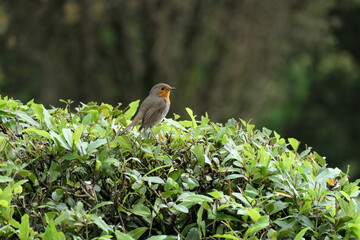 The robin is sitting on a bush