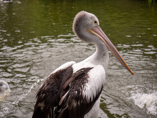 Close up photo of pelican bird.