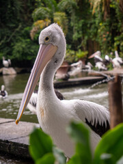 Close up photo of pelican bird.