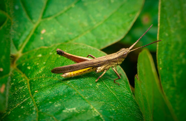 Grasshoppers are a group of insects belonging to the suborder Caelifera