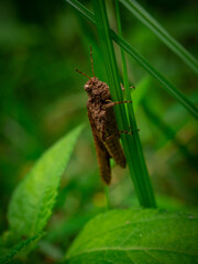 Grasshoppers are a group of insects belonging to the suborder Caelifera