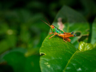 Grasshoppers are a group of insects belonging to the suborder Caelifera
