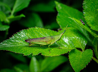 Grasshoppers are a group of insects belonging to the suborder Caelifera