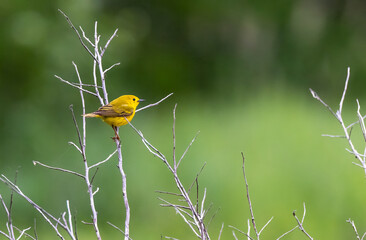 Yellow warbler in a tree