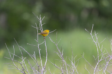 Yellow warbler perched in a tree