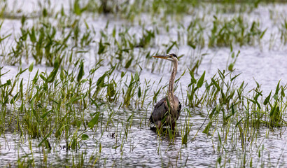 Blue Heron in the Marsh