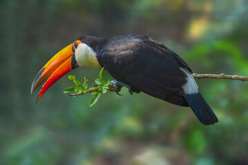 toco toucan bird with vibrant colorful bill. toucan on the branch in tropical forest.