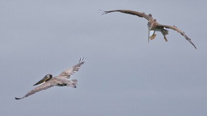Two Pelicans flying over Elkhorn Slough, Moss Landing, CA