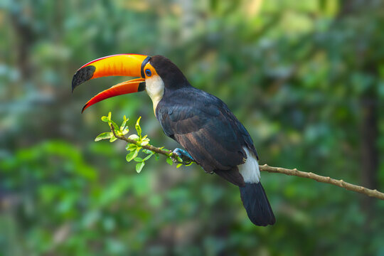 toco toucan bird with vibrant colorful bill. toucan on the branch in tropical forest.