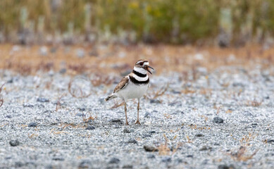 A killdeer / plover wading in the water