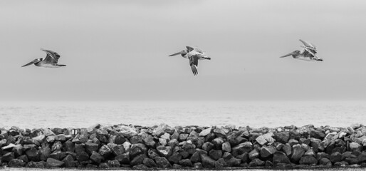 Fototapeta na wymiar A Pelican in flight