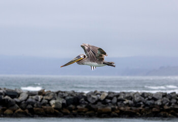 A Pelican in flight
