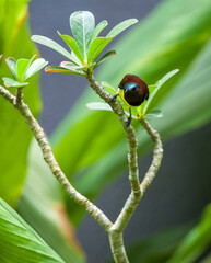 Colorful Purple-rumped sunbird closeup looking at the camera, front view. Cute bird perch on a desert rose plant in the garden.
