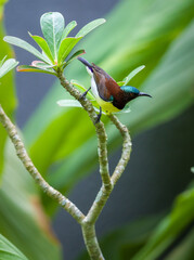 Colorful Purple-rumped sunbird closeup portrait photograph, perching on a desert rose plant in the garden.