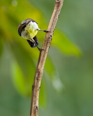 Songbird holds onto a branch and looks awkwardly through its legs while bending, Funny bird moment.