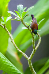 Purple-rumped sunbird in the garden. looking down from the desert rose plant.